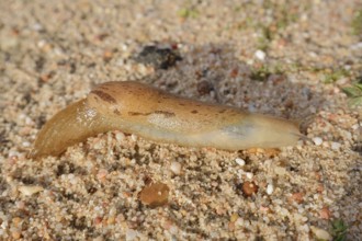 Nudibranch (Parmacella valencienni), Algarve, Portugal