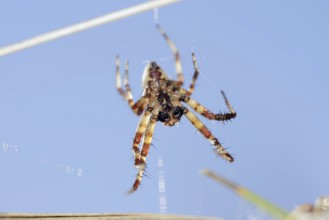 Four-spotted cross spider (Araneus quadratus), male, North Rhine-Westphalia, Germany