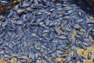 Sail jellyfish (Velella velella, Velella lata) on a stone in a tidal pool, Majorca, Balearic