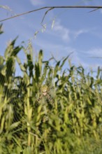 Wasp spider (Argiope bruennichi), female in a web at the edge of a maize field, North