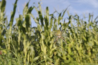 Wasp spider (Argiope bruennichi), female in a web at the edge of a maize field, North