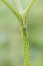 Mountain spider (Tetragnatha montana), male, North Rhine-Westphalia, Germany