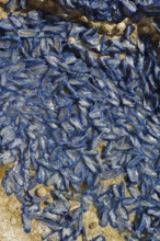 Sail jellyfish (Velella velella, Velella lata) on a stone in a tidal pool, Majorca, Balearic