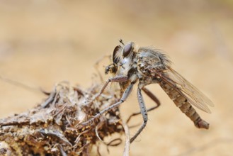 Robber fly (Asilidae) with prey, Algarve, Portugal