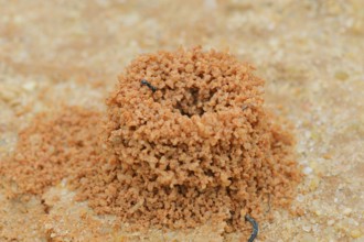 Harvester ant (Messor spec.), entrance of ant nest, Algarve, Portugal