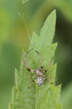 Reed spider or reed web spider (Larinioides cornutus), male, North Rhine-Westphalia, Germany