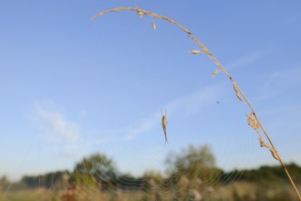 Common Stretch-spider (Tetragnatha extensa) in a web, North Rhine-Westphalia, Germany