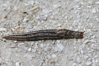 Tiger snail (Limax maximus), North Rhine-Westphalia, Germany