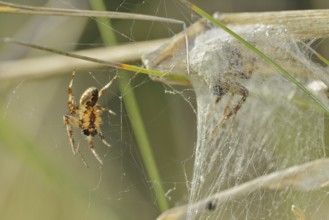 Four-spotted cross spider (Araneus quadratus), male and female, North Rhine-Westphalia, Germany