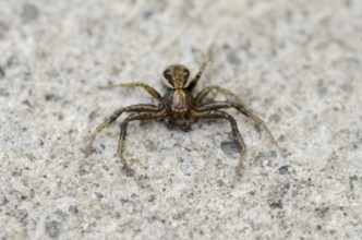 Brown crab spider or bush crab spider (Xysticus Scalloped ribbonfish), male, North