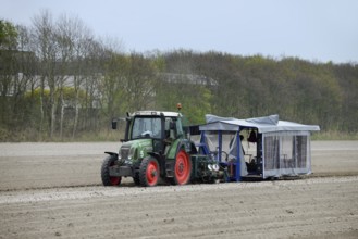 Flower bulbs being planted in a field with a tractor, South Holland, Netherlands