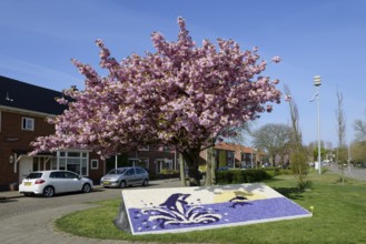 Floral mosaic of hyacinth blossoms and blooming Japanese flowering cherry (Prunus serrulata), De