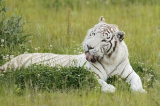 White Bengal tiger (Panthera tigris tigris) lying in a meadow, captive