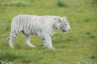 White Bengal tiger (Panthera tigris tigris) walking in a meadow, captive