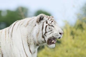 White Bengal Tiger (Panthera tigris tigris), portrait, captive
