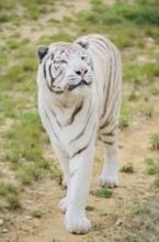 White Bengal Tiger (Panthera tigris tigris), captive
