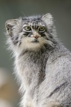 Manul or Pallas's cat (Otocolobus manul, Felis manul), portrait, captive, occurrence in Central