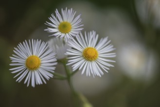 Annual fireweed (Erigeron annuus), Emsland, Lower Saxony, Germany