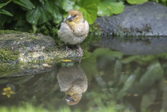 Hawfinch (Coccothraustes coccothraustes), Emsland, Lower Saxony, Germany