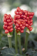 Arum maculatum, fruit stand, Emsland, Lower Saxony, Germany