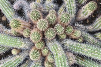 Close up of clustered Echinopsis cactus stems with radial spines. Dense group of ribbed desert