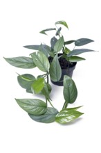 Tropical 'Epipremnum Pinnatum Cebu Blue' houseplant with silver-blue leaves in pot on white