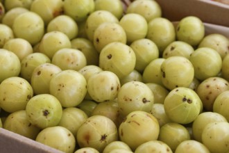 Close up of 'Phyllanthus Emblica' Indian gooseberry fruits at market