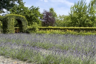 Lavender in bloom in Grugapark, Essen, North Rhine-Westphalia, Germany