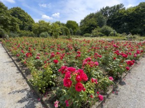 Flower bed with red bed rose (Rosaceae) red roses in rose garden of Grugapark, Essen, North