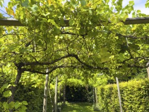 Vines with grapes growing on trellis, Grugapark Essen, North Rhine-Westphalia, Germany
