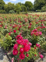 Flower bed with red bed rose (Rosaceae) red roses in rose garden of Grugapark, Essen, North