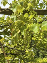 Vines with grapes growing on trellis, Grugapark Essen, North Rhine-Westphalia, Germany