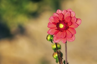 Red Dahlia (Dahlia), copy space, Marienmünster, Germany