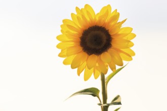 Common sunflower (Helianthus annuus), bright yellow, close-up in front of white background, text