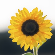 Common sunflower (Helianthus annuus), bright yellow, close-up, Marienmünster, Weserbergland,