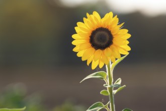 Common sunflower (Helianthus annuus), close-up, Marienmünster, Weserbergland, Germany