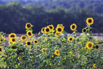 Common sunflowers (Helianthus annuus) in a field for self-pickers, Marienmünster, Teutoburg Forest