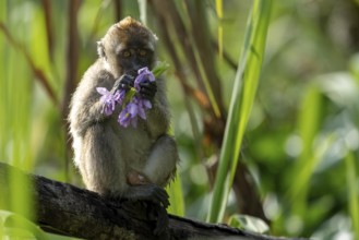Javanese monkey (Macaca fascicularis), Kota Kinabatangan, Sabah, Malaysia