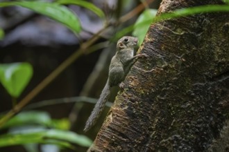 Sunda tree squirrel (Sundasciurus), Lahad Datu, Sabah, Malaysia