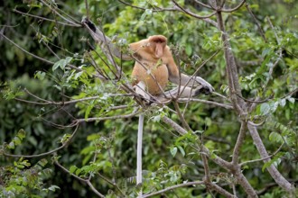 Proboscis monkey (Nasalis larvatus), male, Kota Kinabatangan, Sabah, Malaysia