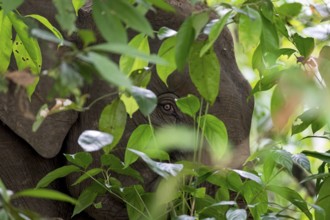 Borneo pygmy elephant (Elephas maximus borneensis), Kota Kinabatangan, Sabah, Malaysia