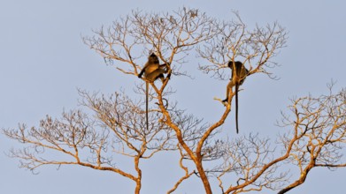 Silvery ribbonfish (Trachypithecus cristatus), Kota Kinabatangan, Sabah, Malaysia