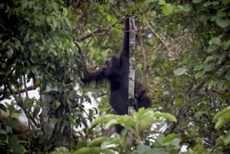 Bornean orangutan (Pongo pygmaeus), young animal with mother, Kota Kinabatangan, Sabah, Malaysia