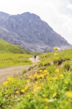 Hikers on a path through flowering meadows in front of a rocky mountain backdrop, Alpe di Siusi,