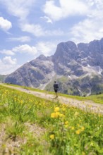 A hiker on a flower-covered path in front of a spectacular mountain backdrop, Alpe di Siusi,