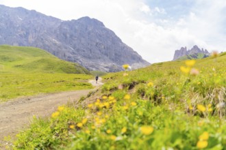 Hiking trail with flowering meadows and dramatic rocky mountains in the background, Alpe di Siusi,