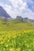 Flower meadow in front of a mountain backdrop under a blue sky with clouds, Alpe di Siusi,