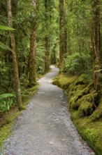 A quiet forest path surrounded by tall trees and mossy ground, summer, Lake Matheson, Fox Glacier,