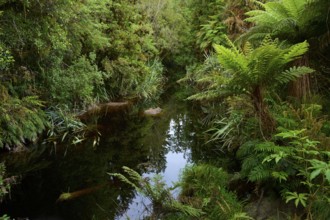 A quiet stream flows through a densely overgrown forest with tall ferns and lush vegetation,