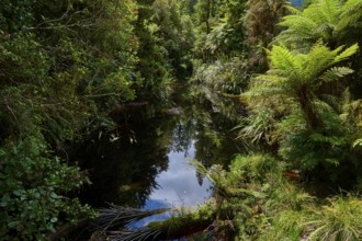 Dense jungle with small watercourse, reflections in the water, summer, Lake Matheson, Fox Glacier,